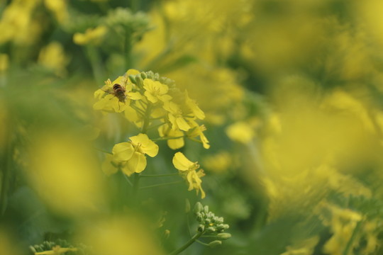 油菜花