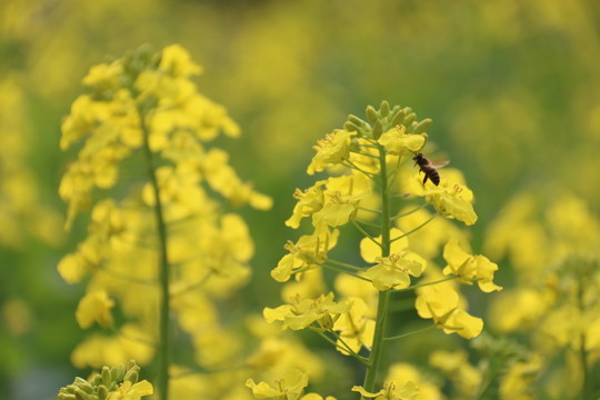 油菜花