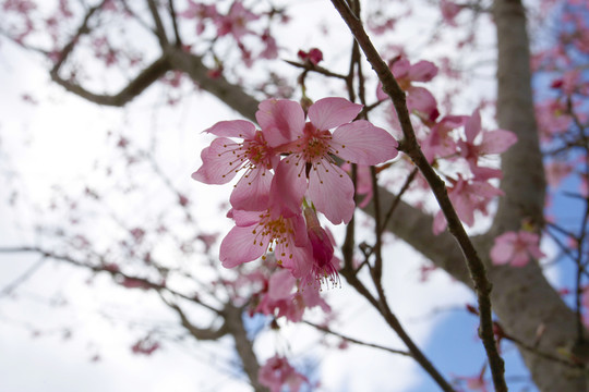 櫻花