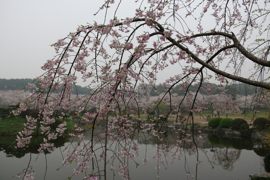 櫻花園風(fēng)景