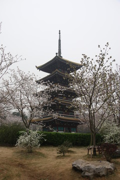 櫻花園風(fēng)景