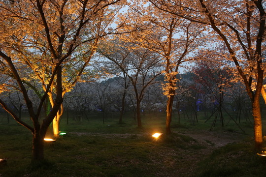 櫻花園夜景
