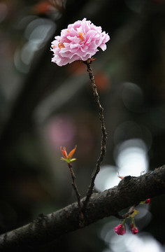 櫻花爭(zhēng)妍