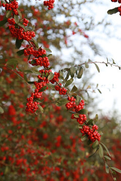 紅果