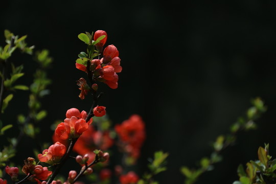 貼梗海棠