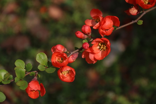 貼梗海棠
