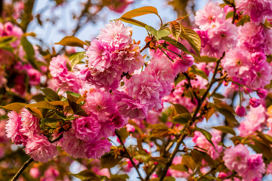 櫻花