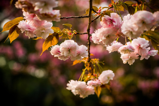 櫻花