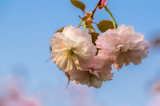 櫻花