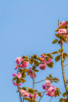 櫻花