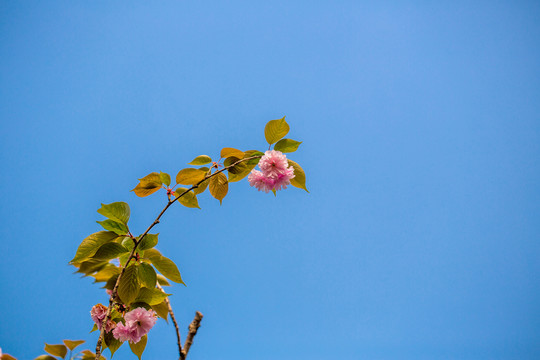 櫻花