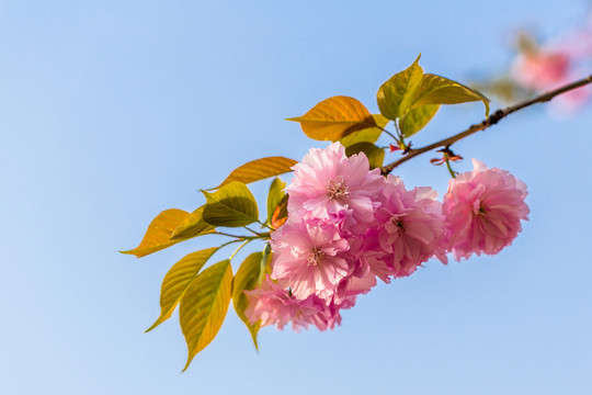 櫻花