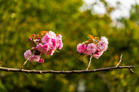 櫻花