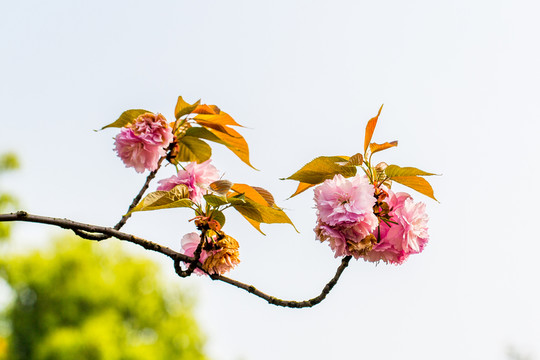 櫻花