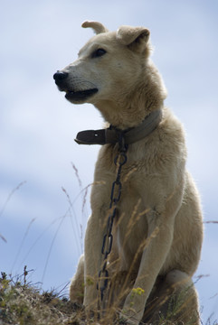 牧羊犬