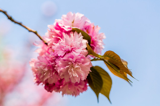 櫻花