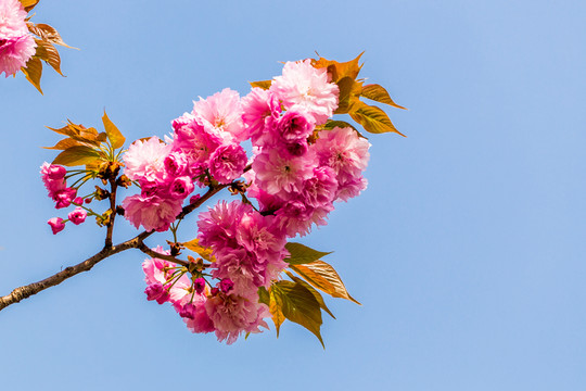 櫻花