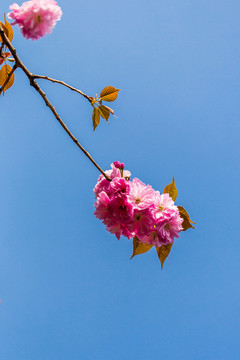 櫻花