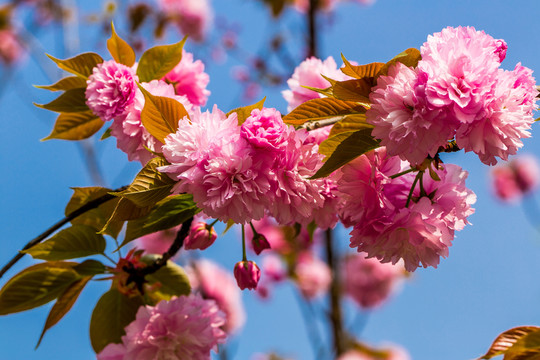 櫻花