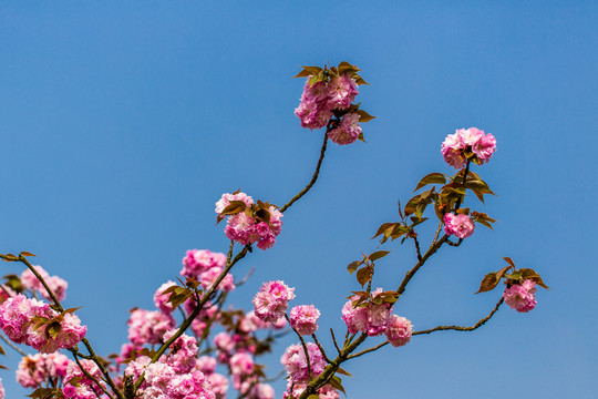 櫻花