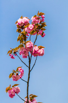 櫻花
