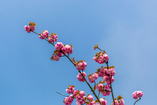 櫻花
