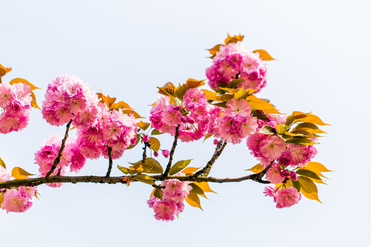 櫻花