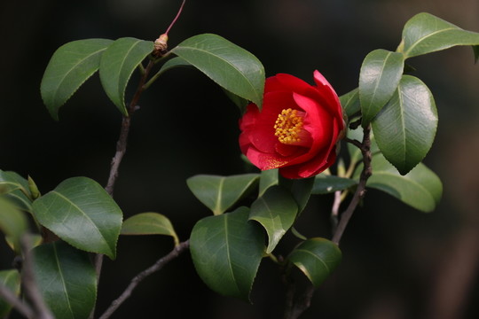 茶花