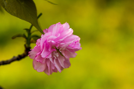 櫻花