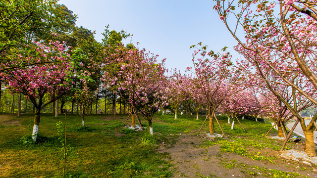 櫻花