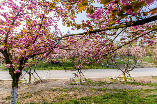 櫻花