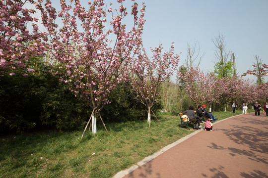 櫻花