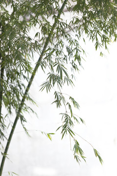 竹子