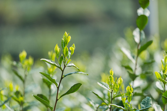 茶葉