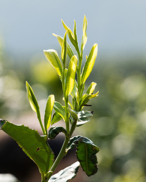 茶葉