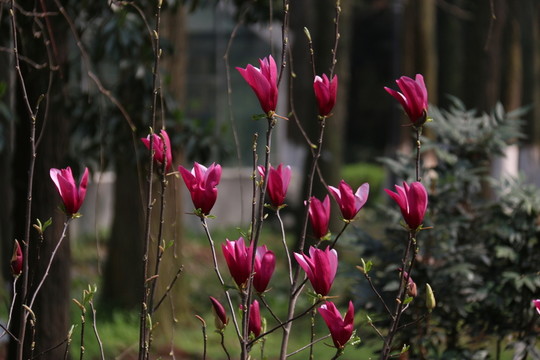 紫玉蘭花