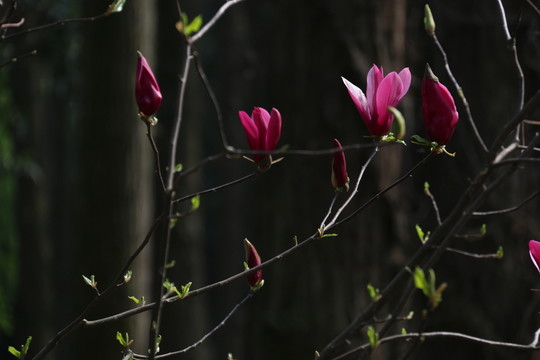 紫玉蘭花