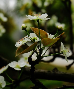 春 三月 梨花