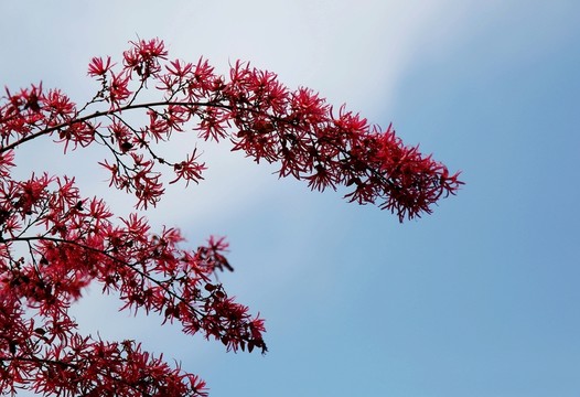 春季 花兒 發(fā)芽
