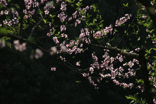 桃花