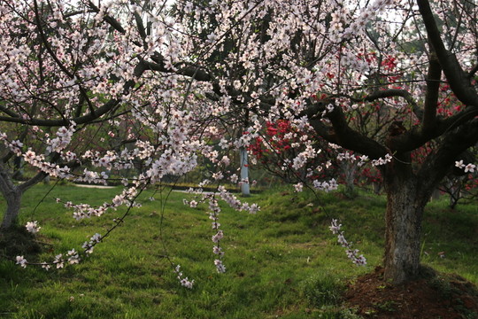 桃花