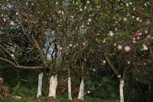 桃花