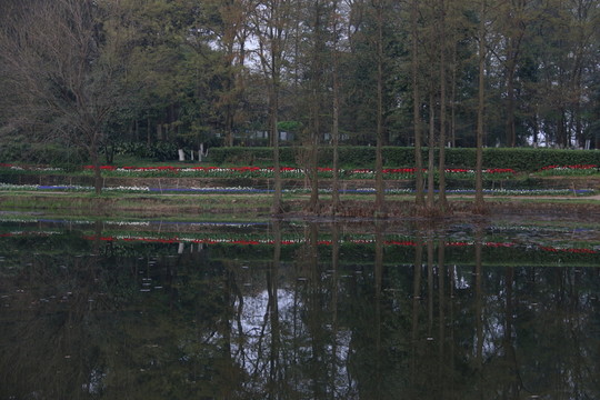 武漢植物園風(fēng)景