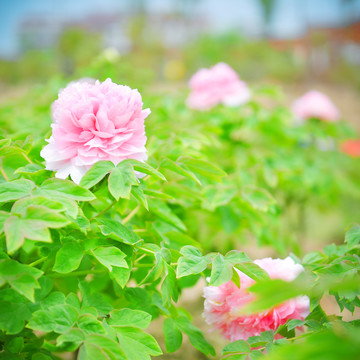 牡丹花