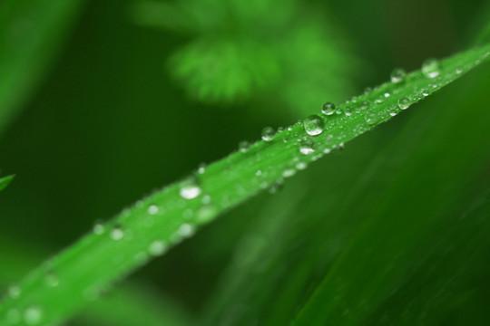 露水