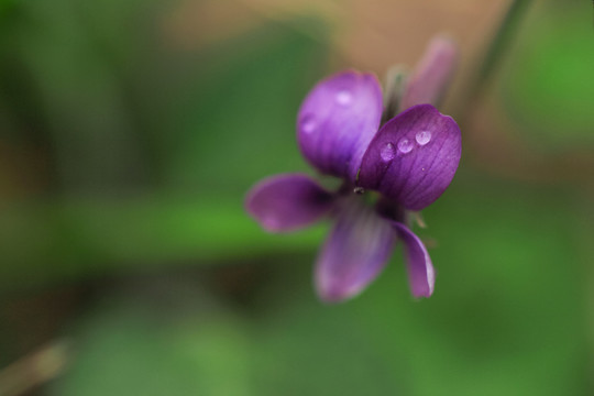 香堇菜