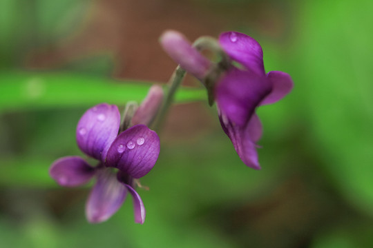香堇菜