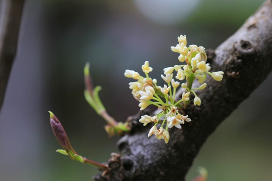 桂花