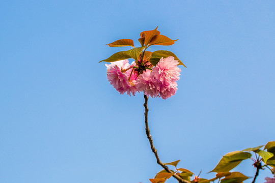 櫻花