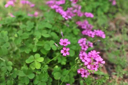 公園花草
